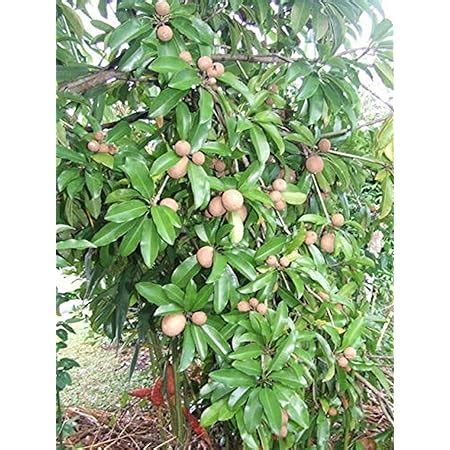 Creative Farmer Live Fruit Plant Sapota Chikoo Sweet Pouteria Brown ...