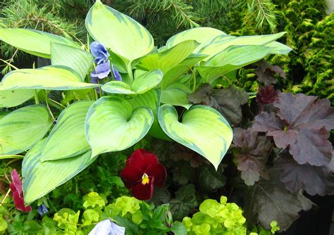 Flowering Perennial Shade