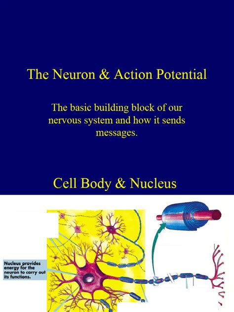 The Neuron and Action Potential PPT | PDF | Action Potential | Neuron