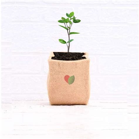 Jute Grow Bag - 6x7 Inches – Gardengram
