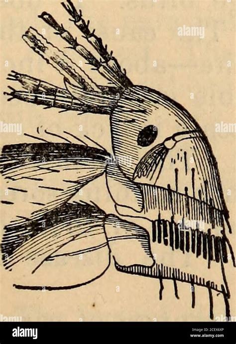 Image result for Jigger Bug Parasite