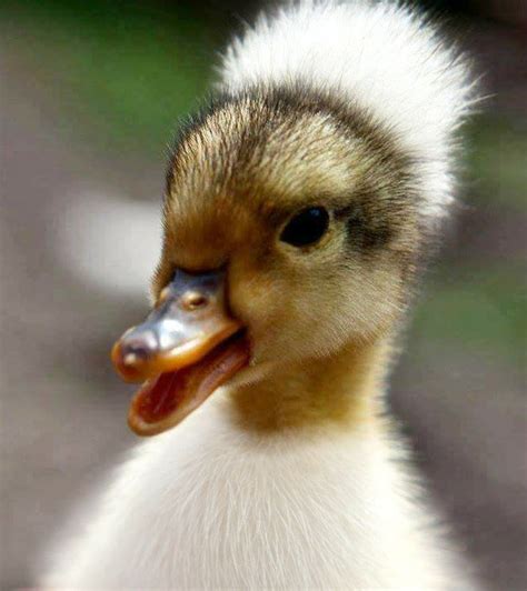 Image result for Tutorial Canard