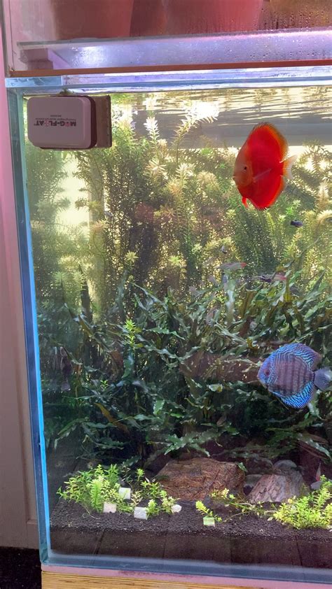 Discus Tank 的图像结果