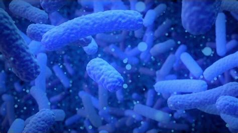 Image result for Bacteria Reproduction Animation