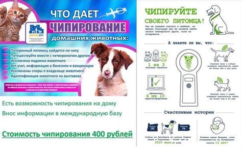 База данных чипированных собак: возможно ли найти собаку с помощью чипа