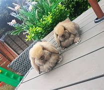 Image result for Blue Fawn Harlequin Holland Lop