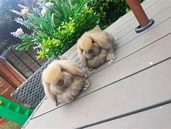 Image result for Fawn Butterfly Mini Lop