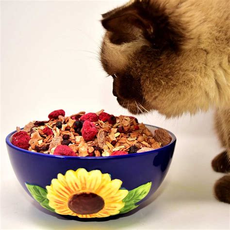 Can Cats Eat Raspberries? Safe or Not? Everything You Need To Know!