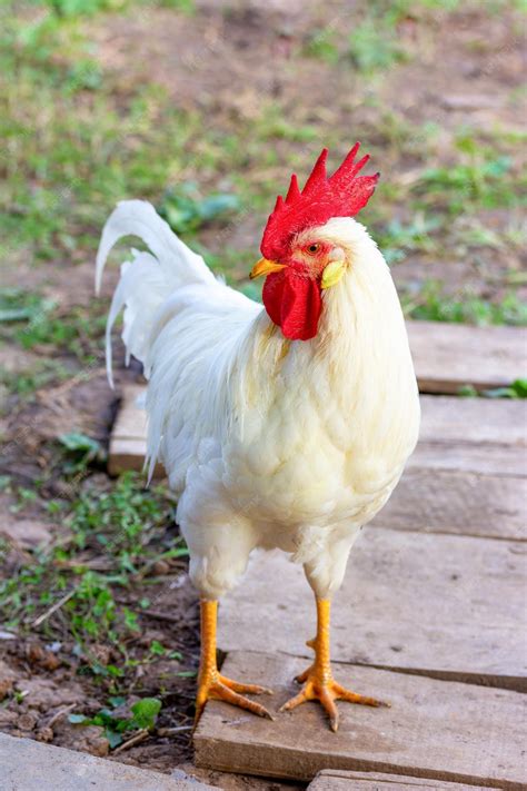 Image result for Animals Using Compouter
