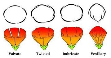 NCERT Notes: Morphology of Flowering Plants - NCERTs at Fingertips ...