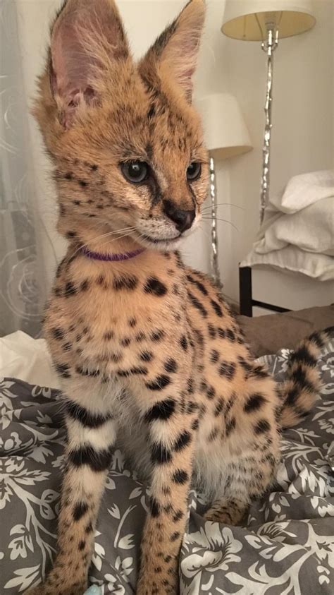 Serval Cat Pet