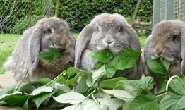 Image result for Make Your Own Rabbit Toys
