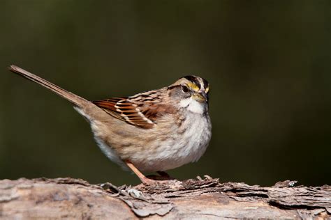 White-throated Sparrow | The Audubon Birds & Climate Change Report
