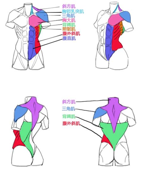 本子画师的胸部解密画法！你真的会画欧派吗？ - 知乎