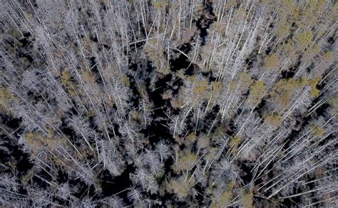 N.J.’s ‘ghost forest’ sprouts in Manhattan as famed artist tackles ...