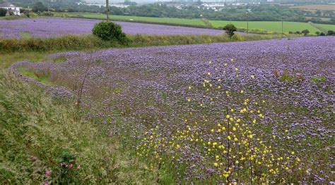 THE CORNISH PLACE (Gwennap) - Lodging Reviews & Photos - Tripadvisor