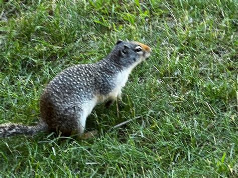 RISING SUN MOTOR INN AND CABINS (East Glacier Park) - Specialty Inn ...