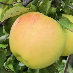 2018 Apple Maturity Report : Center for Agriculture, Food, and the ...