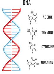 Image result for DNA Microarray Data