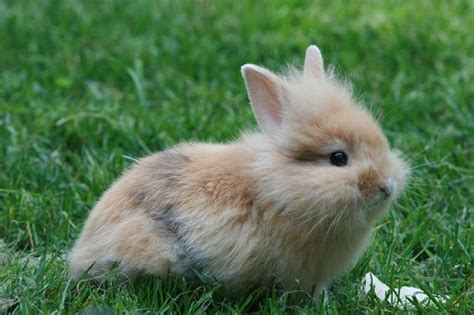 Hasen Kaninchen Kleinanzeigen | Hasen Kaninchen Annoncen | Hasen ...