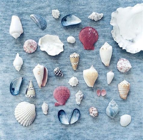 Sea Shell Collections 的图像结果