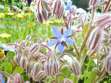 15 Best Strawberry Companion Plants For A Juicy Harvest