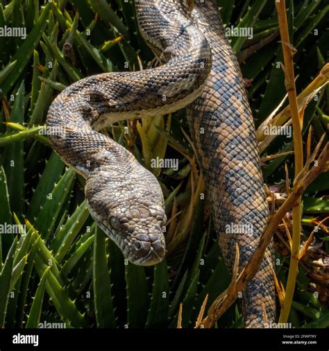 Image result for Carpet Python Australia