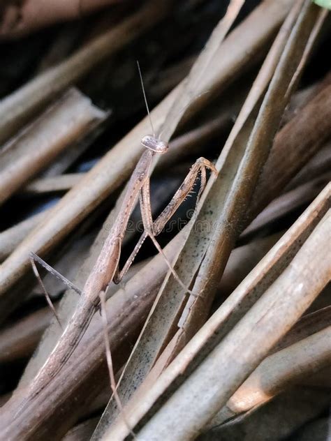 Camouflage praying mantis stock image. Image of praying - 269763209