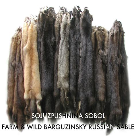 ロシアンセーブル SOBOL お気に入り 6758円 www.pumpkinpatchdaycare.in-日本全国へ全品配達料金無料、即日 ...