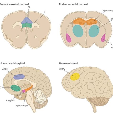 Image result for Depression Amygdala Prefrontal Cortex
