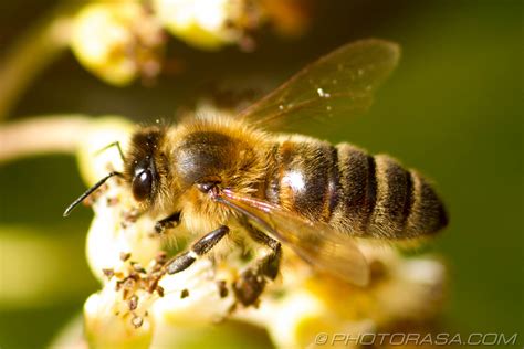 Honey Bees - Photorasa Free HD Photos