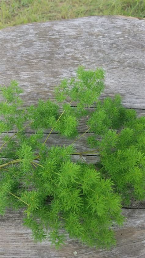 Image result for Using Ming Fern to Replicate Tree Trees