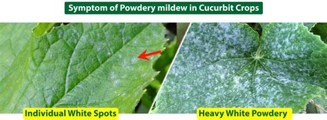 Controlling Powdery Mildew in Cucurbits : Symptoms and Solutions – Agriplex
