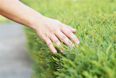 Touching Grass Tutorial 的图像结果