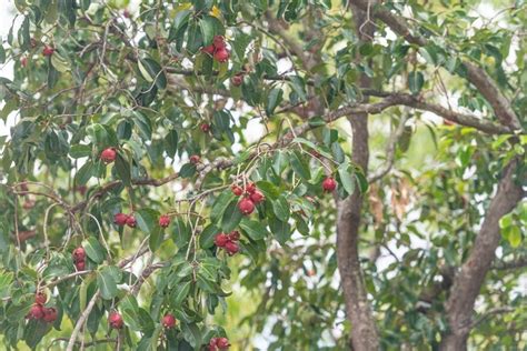 Image result for Bush Apple Tree