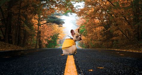 Image result for Background Remove in CD-R