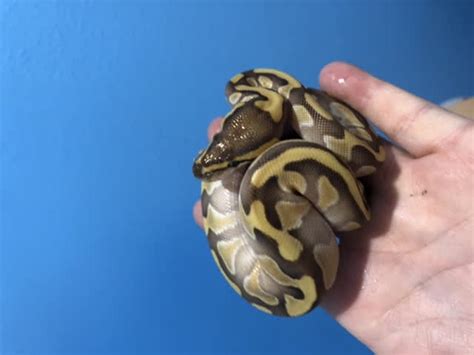 Image result for Female Lesser Ball Python