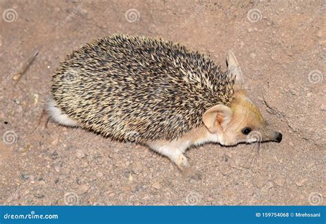 The Long-eared Hedgehog in Desert Stock Photo - Image of lives ...