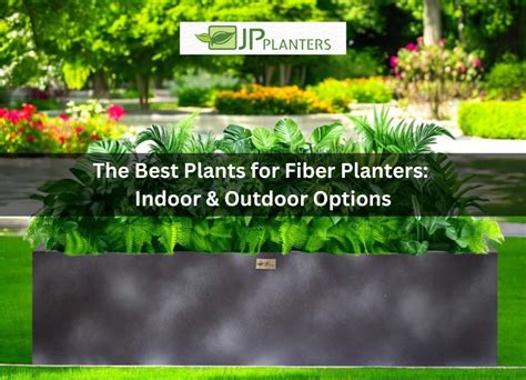 The Best Plants for Fiber Planters: Indoor and Outdoor Options – JP ...