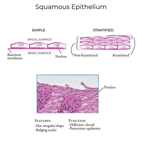 Stratified Squamous Epithelium Skin