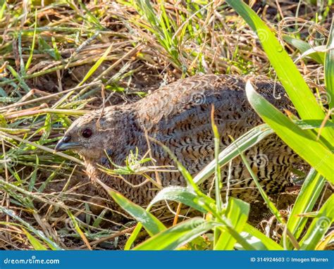 Brown Quail in New South Wales, Australia Stock Image - Image of endemic, natural: 314924603