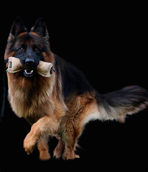 Berger Allemand 的图像结果