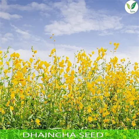 Fodder Seeds - Multi Cut Fodder Bajra Seed Manufacturer from Tirunelveli