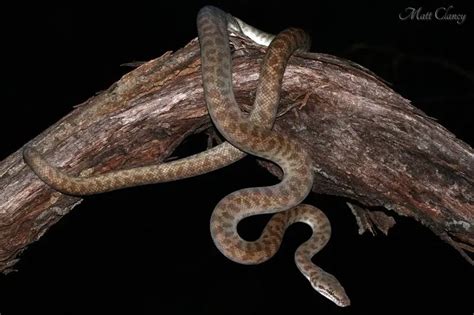 Children's Python Feeding 的图像结果