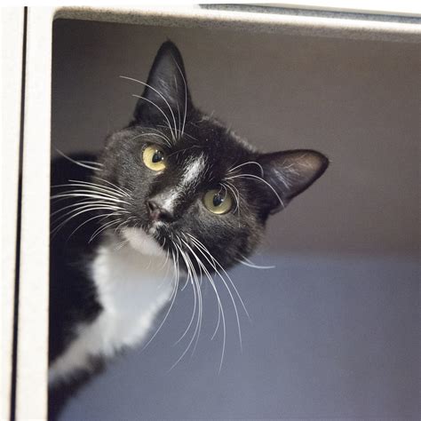 35 Top Photos Craigslist Dc Pet Adoption / Pets For Sale Craigslist ...