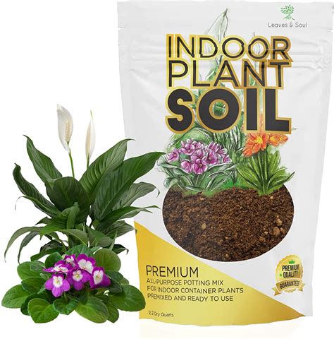 What Potting Soil Is Best for Indoor Plants?