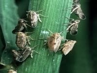 ORGANIC FARMING :: Pest Management of Agricultural Crops