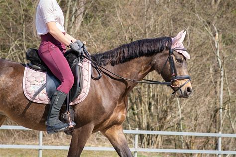 Reins: All About The Different Types, Styles, & More! – Insider Horse ...