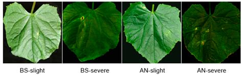 Chlorophyll Fluorescence Imaging Combined with Active Oxygen Metabolism ...