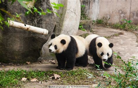 熊猫图片_野生动物_生物世界_图行天下图库